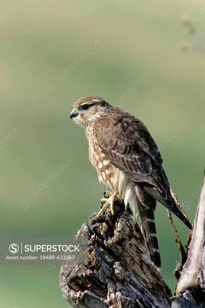 Merlin (Falco columbarius), female, USA