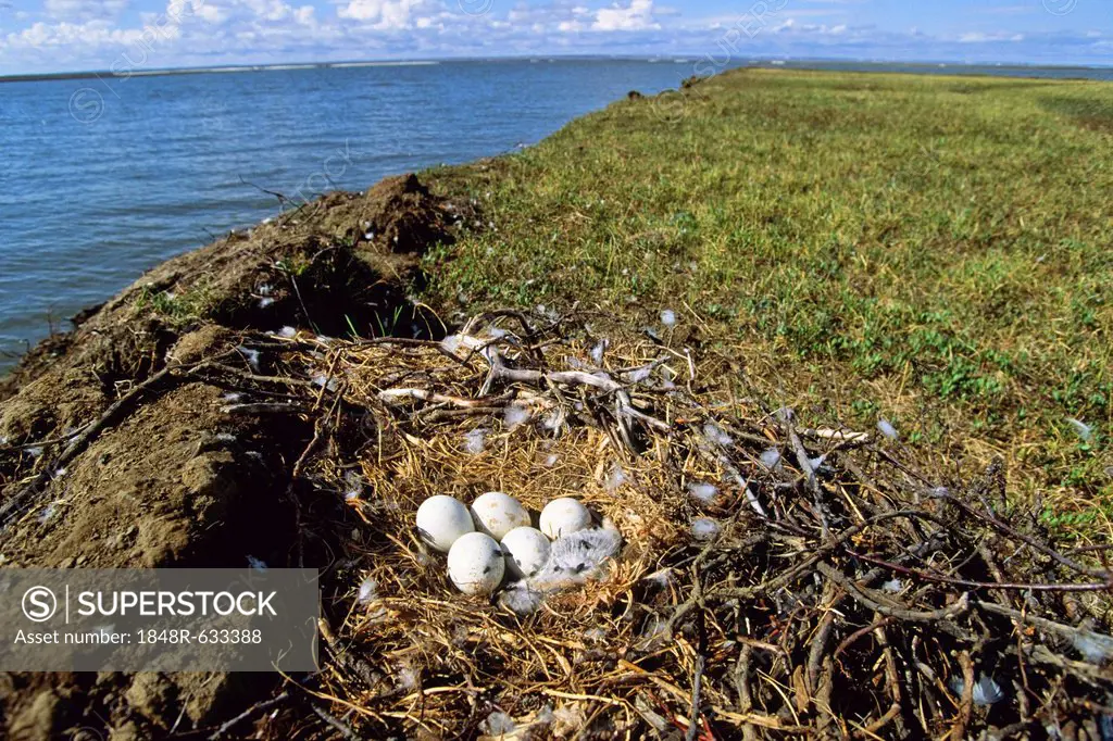 Nest of a Rough-legged Buzzard (Buteo lagopus), Taymyr Peninsula, Northern Siberia, Russia, Asia