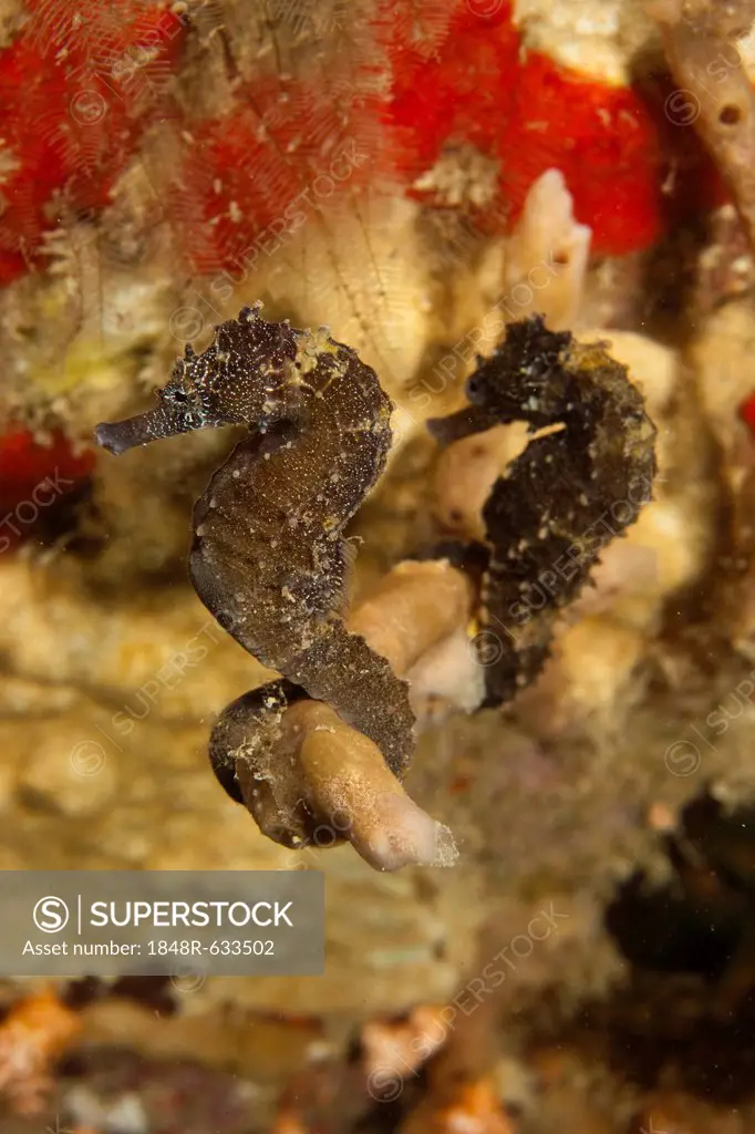 Thorny seahorse or sea horse (Hippocampus histrix), Padre Burgos, Southern Leyte, Philippines, Pacific Ocean, Southeast Asia
