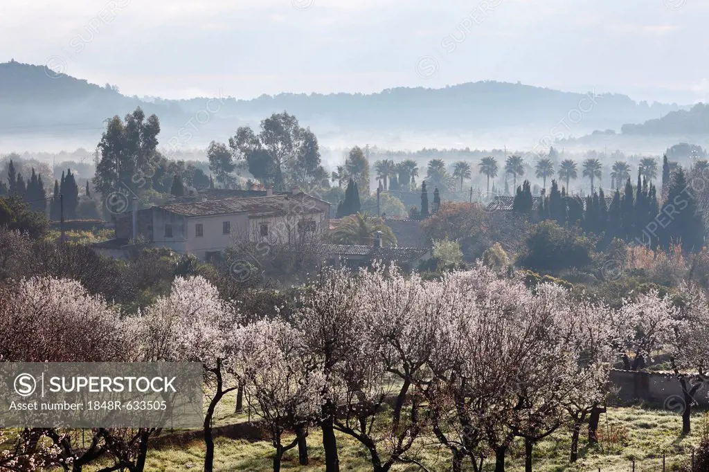 Almond blossom, blooming almond trees (Prunus dulcis), Alaro, Majorca, Mallorca, Balearic Islands, Spain, Europe