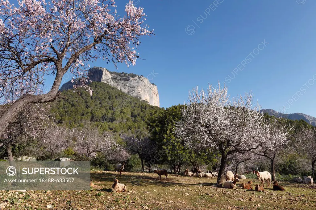 Almond blossom, blooming almond trees (Prunus dulcis) and sheep, Puig de Alaro, Majorca, Mallorca, Balearic Islands, Spain, Europe