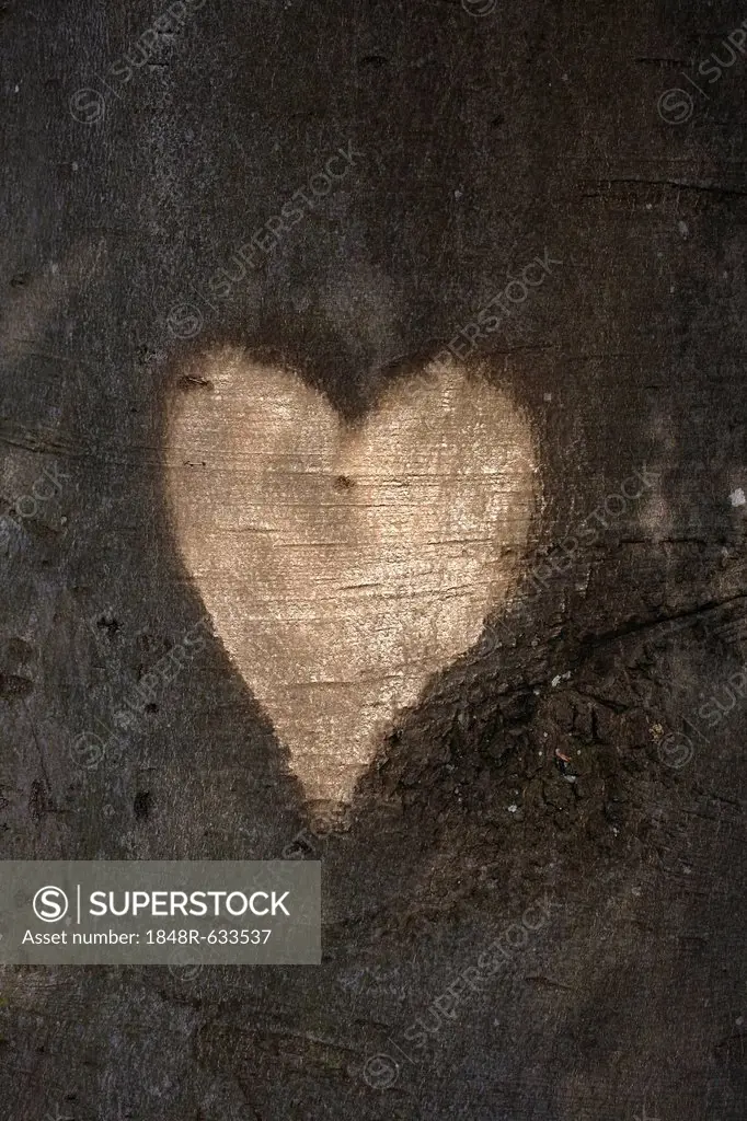 Carved heart on a tree trunk