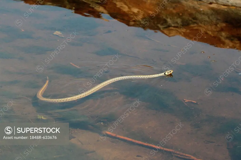 Grass snake (Natrix natrix) swimming in the water, Lake Balaton, Hungary, Europe