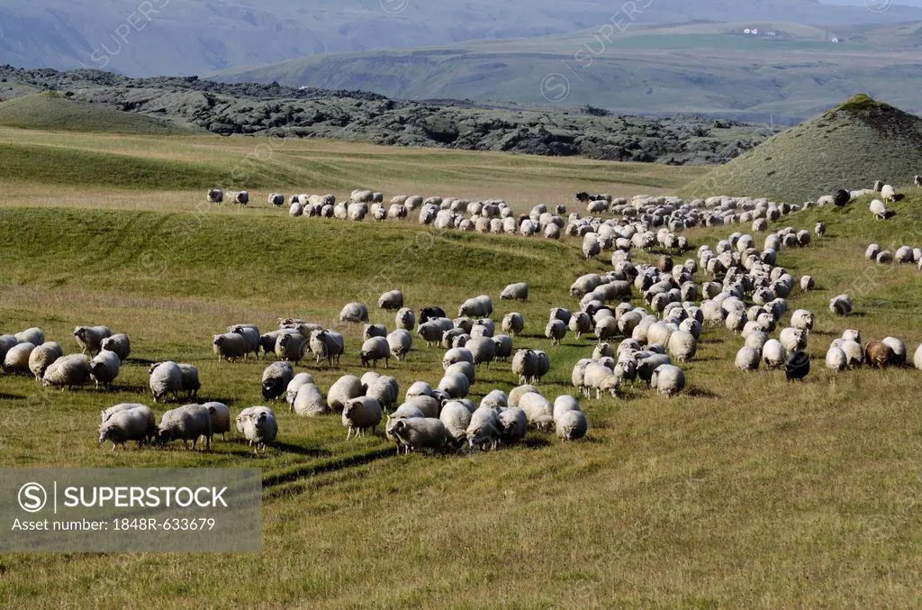 Flock of sheep on a green meadow or pasture, bringing down sheep in Kirkjubæjarklaustur, South Iceland, Iceland, Europe