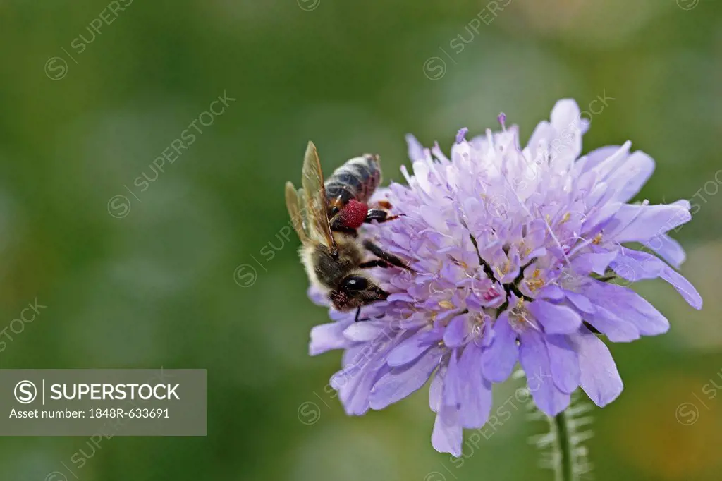 Honey bee (Apis sp.), on a Field Scabious (Knautia arvensis), Baden-Wuerttemberg, Germany, Europe