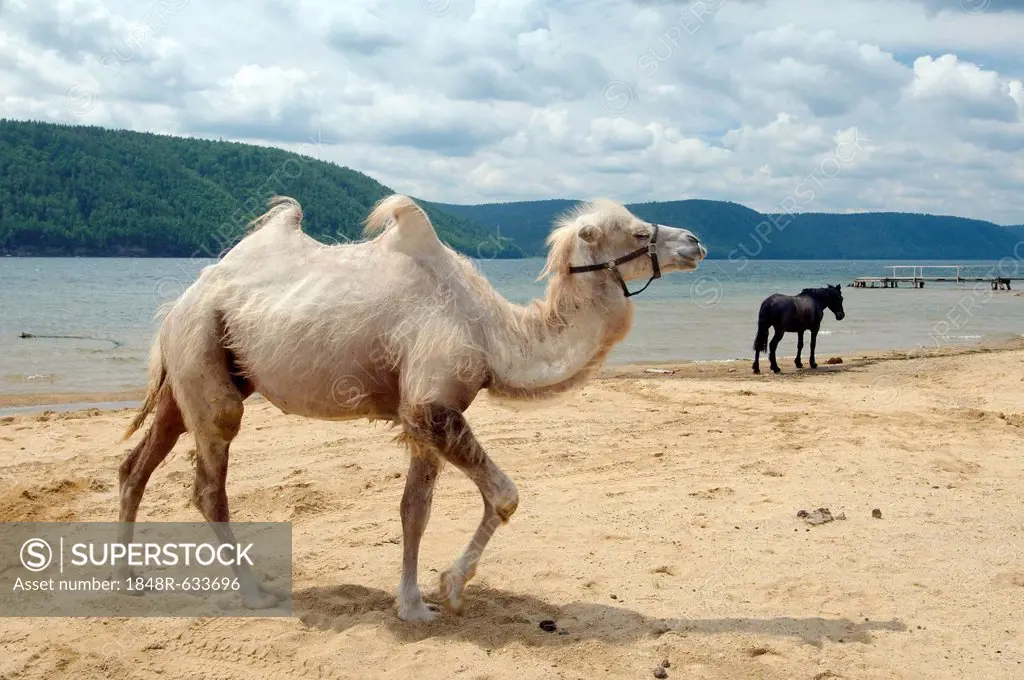 Bactrian camel (Camelus bactrianus) on the Angara river bank, Baikal, Siberia, Russian Federation, Eurasia