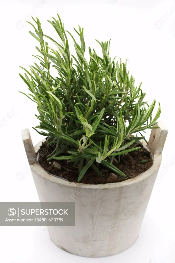 Rosemary (Rosmarinus officinalis), herb, medicinal plant