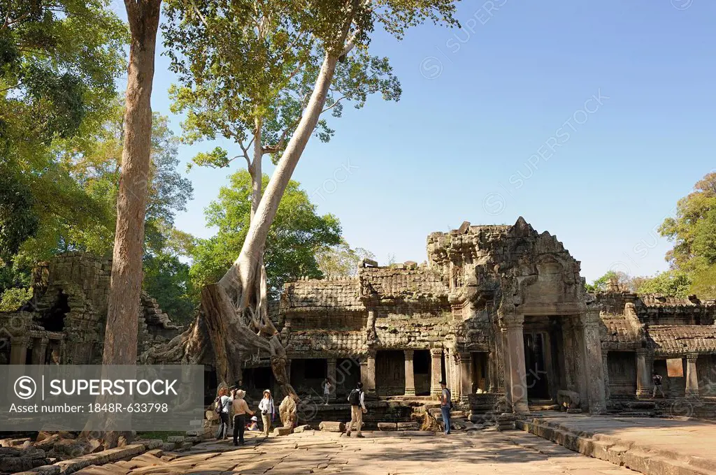 Tree roots, Tetrameles tree (Tetrameles nudiflora), its air roots covering part of the Ta Prohm temple in the archaeological temple complex of Angkor,...