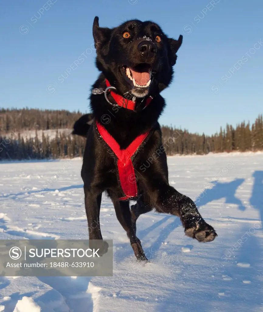 Playing sled dog, Alaskan Husky, in harness, Yukon Territory, Canada