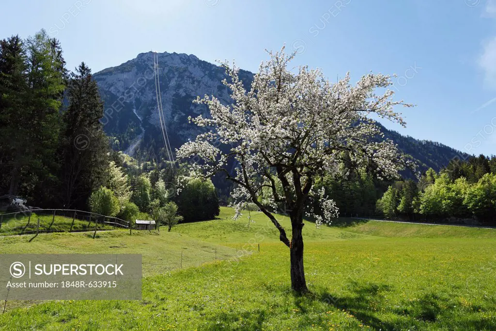 Blossoming apple tree and Mt Rauschberg, Ruhpolding, Chiemgau Alps, Chiemgau region, Upper Bavaria, Bavaria, Germany, Europe
