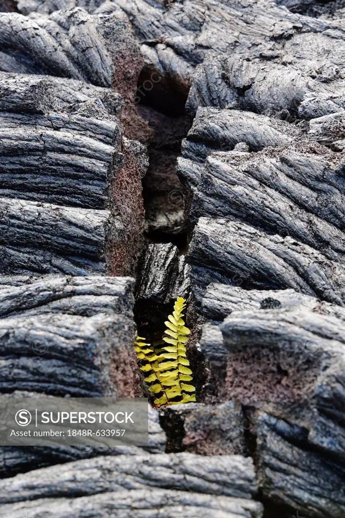 Asian swordfern (Nephrolepis brownii) as a pioneer plant on young pahoehoe lava, Big Island, Hawaii, USA