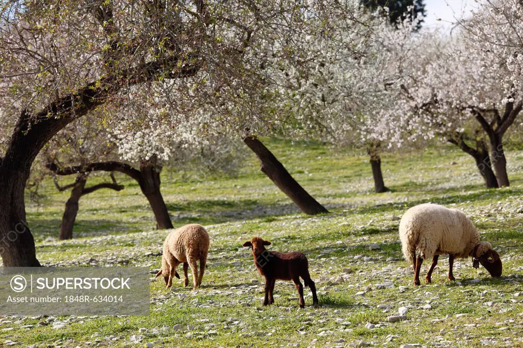Lamb and sheep, blossoming Almond (Prunus dulcis) trees, Montuiri, Majorca, Balearic Islands, Spain, Europe