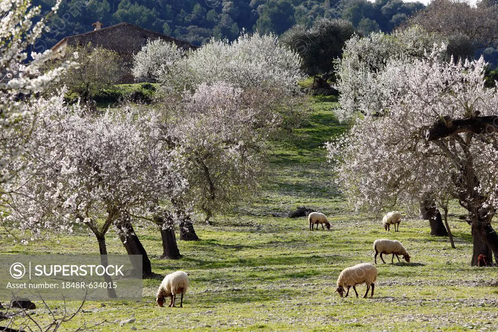 Sheep grazing between blossoming Almond (Prunus dulcis) trees, Montuiri, Majorca, Balearic Islands, Spain, Europe