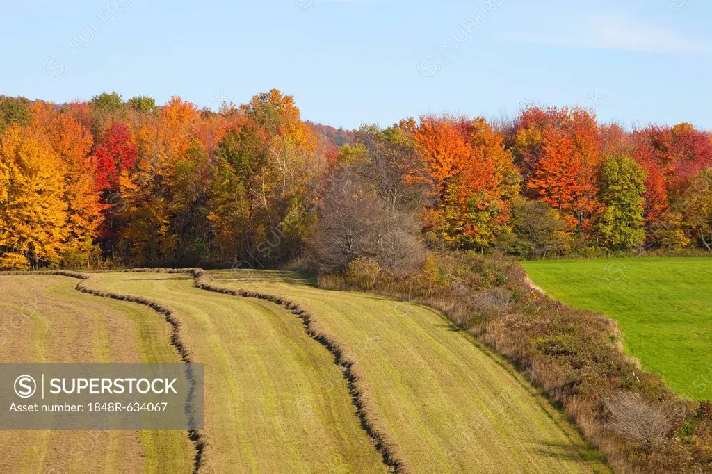 Hayfield being harvested in autumn, Abercorn, Quebec, Canada