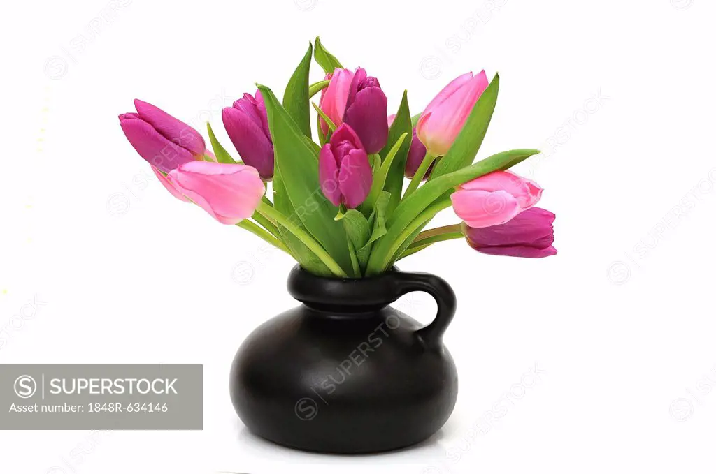 Bouquet of Tulips (Tulipa) in a vase