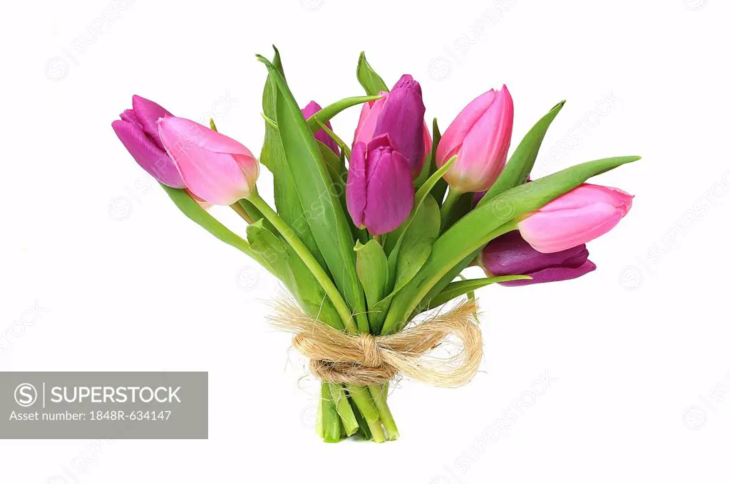Bouquet of Tulips (Tulipa)