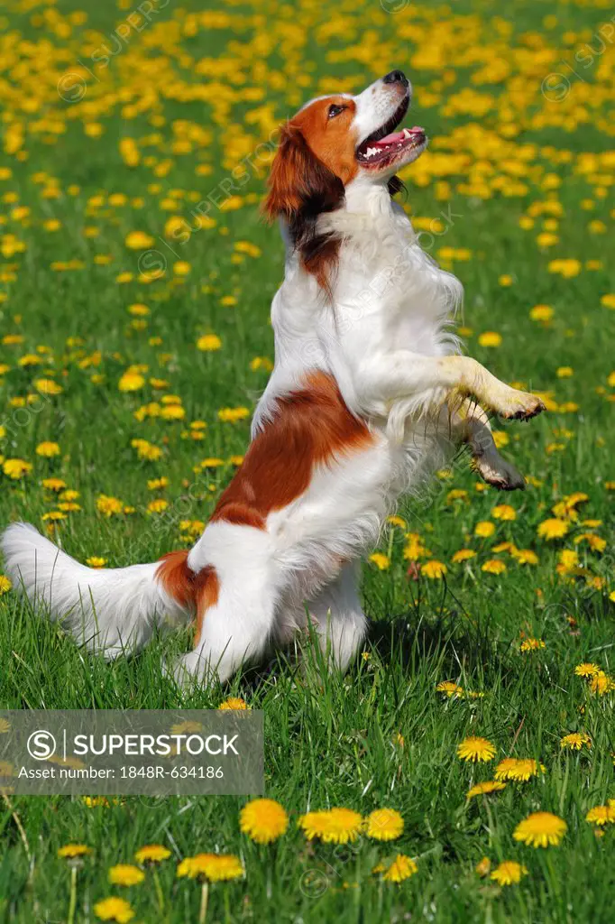 Kooikerhondje or Kooiker Hound (Canis lupus familiaris), young male dog standing on its hind legs on a meadow