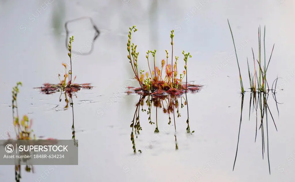 Oblong-leaved sundew, spoonleaf sundew (Drosera intermedia), with inflorescences on a bog pond