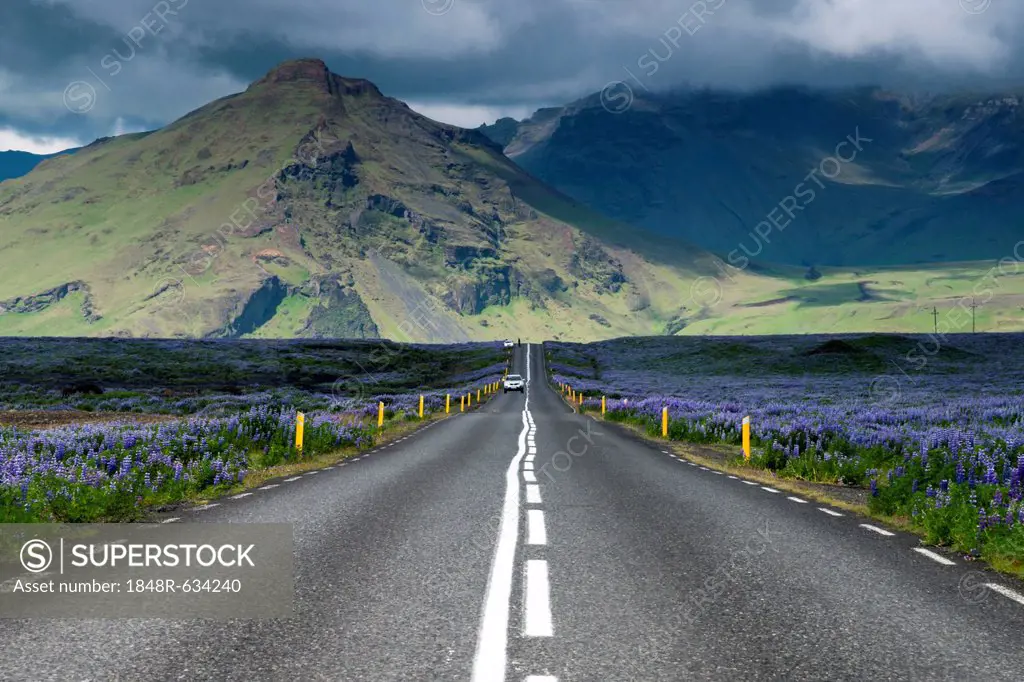 Ring road, Nootka lupine (Lupinus nootkatensis) at Vik í Mýrdal, South Coast, Iceland, Europe