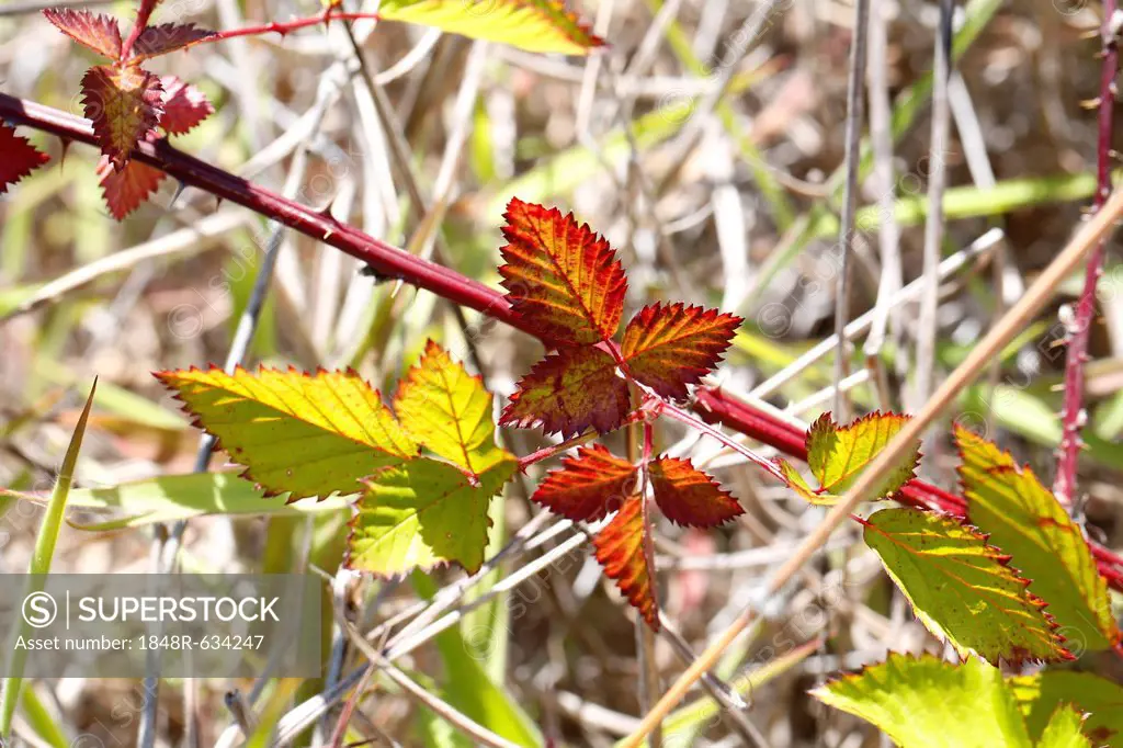 Tropical Flush, a pigment disorder on blackberry leaves, rain forest, Big Island, Hawaii, USA