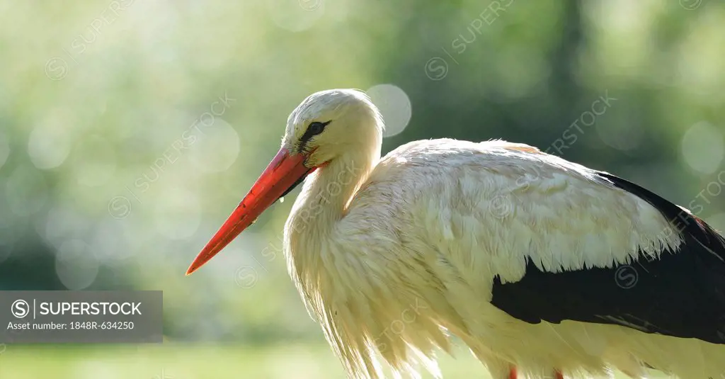 White Stork (Ciconia ciconia), Stuttgart, Baden-Wuerttemberg, Germany, Europe
