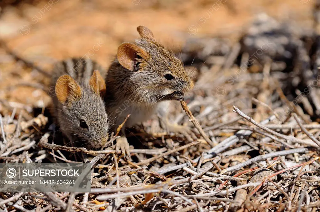 African Four-striped Grass Mice (Rhabdomys pumilio) in their natural habitat, Goegap Nature Reserve, Namaqualand, South Africa, Africa