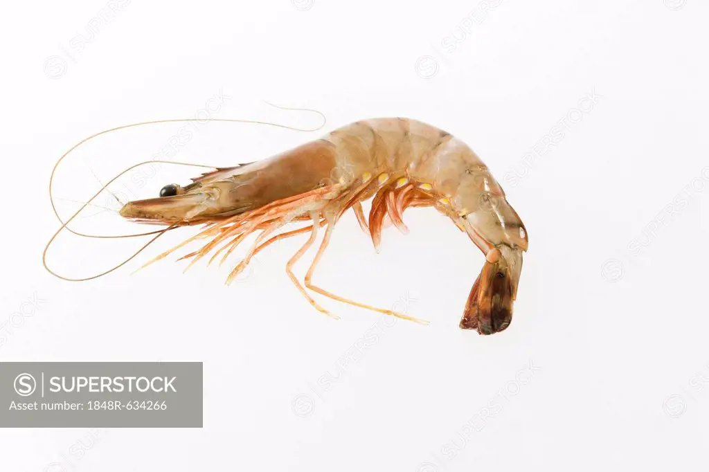 Raw Black Tiger Prawns (Penaeus monodon), shrimp ready for preparation