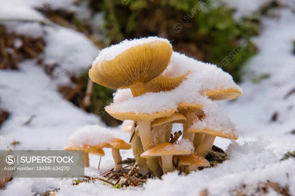 Green-leaved sulfur tuft or clustered woodlover (Hypholoma fasciculare) in snow