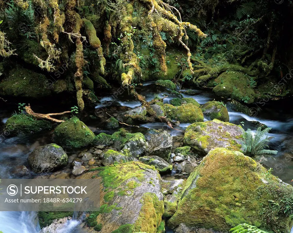 Creek in a rainforest, New Zealand