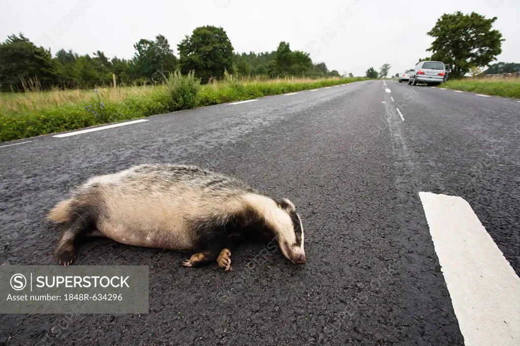 Run-over badger (Meles meles) on a road, Smaland, South Sweden, Europe
