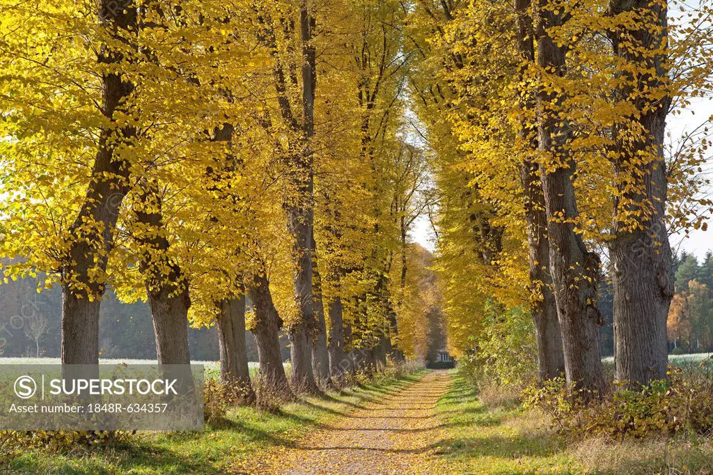 Autumnal forest, Lueneburg, Lower Saxony, Germany, Europe