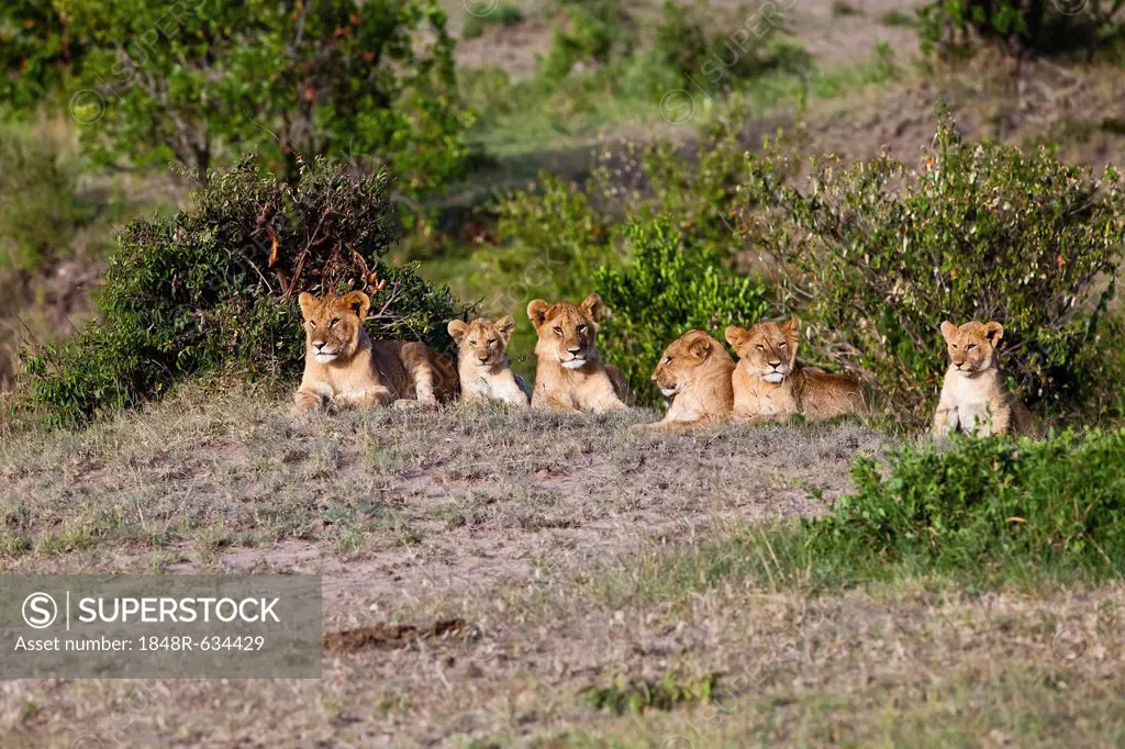 Group of young Lions (Panthera leo) resting, Masai Mara National Reserve, Kenya, East Africa, Africa, PublicGround