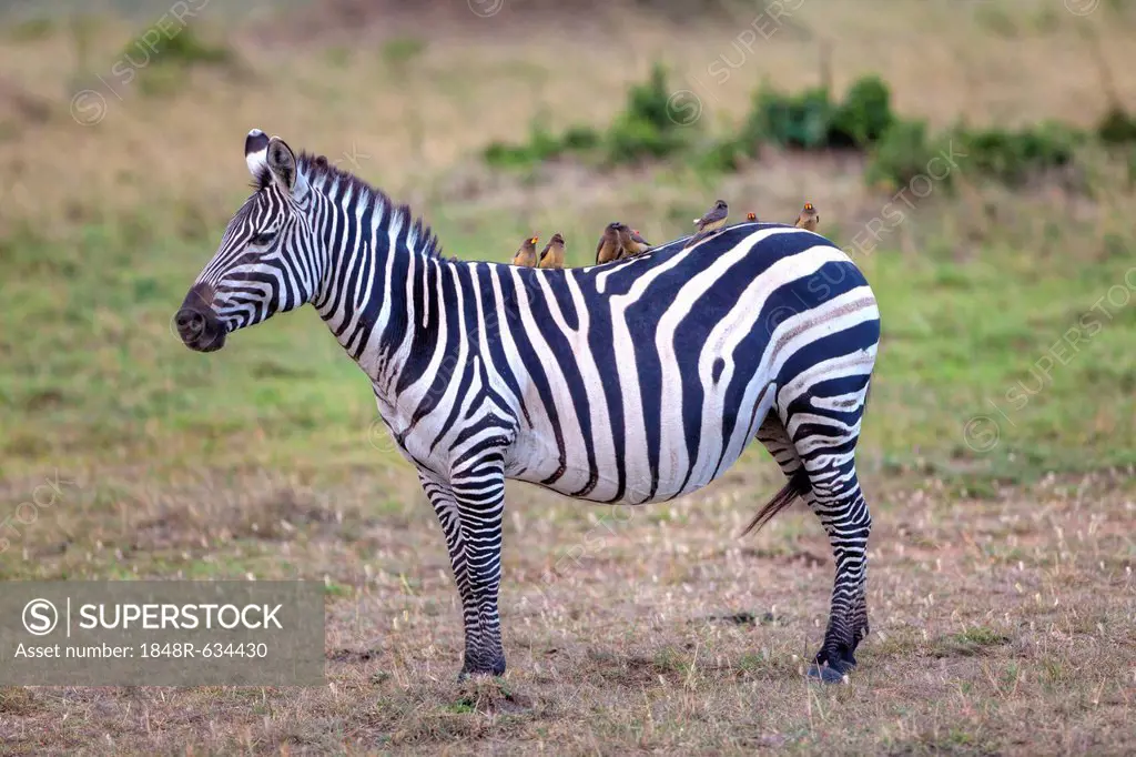 Zebra (Equus quagga) with Oxpecker (Buphagus), Masai Mara National Reserve, Kenya, East Africa, Africa, PublicGround