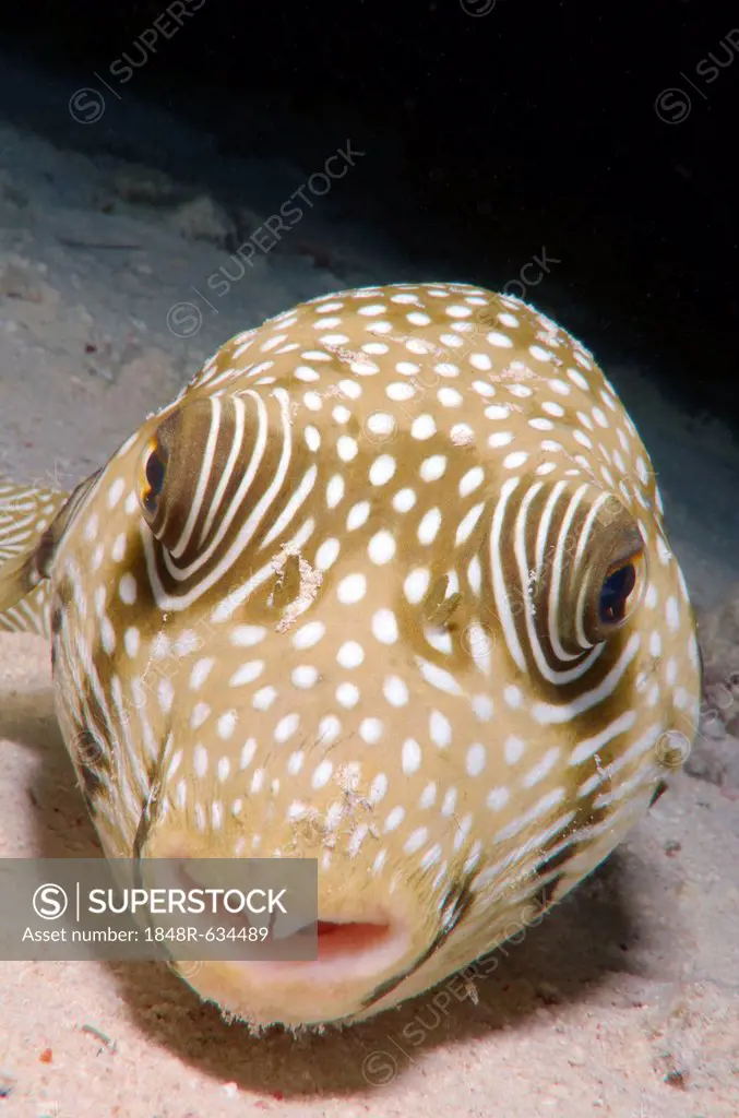 White-spotted puffer (Arothron hispidus), Red Sea, Egypt, Africa