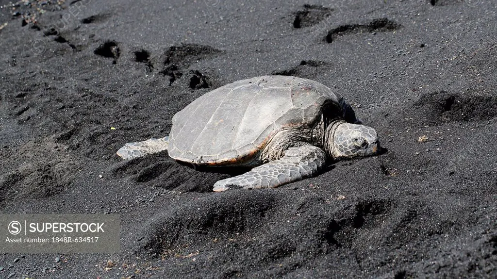 Green sea turtle (Chelonia mydas), Black Sand Beach of Punaluu, Big Island of Hawaii, USA