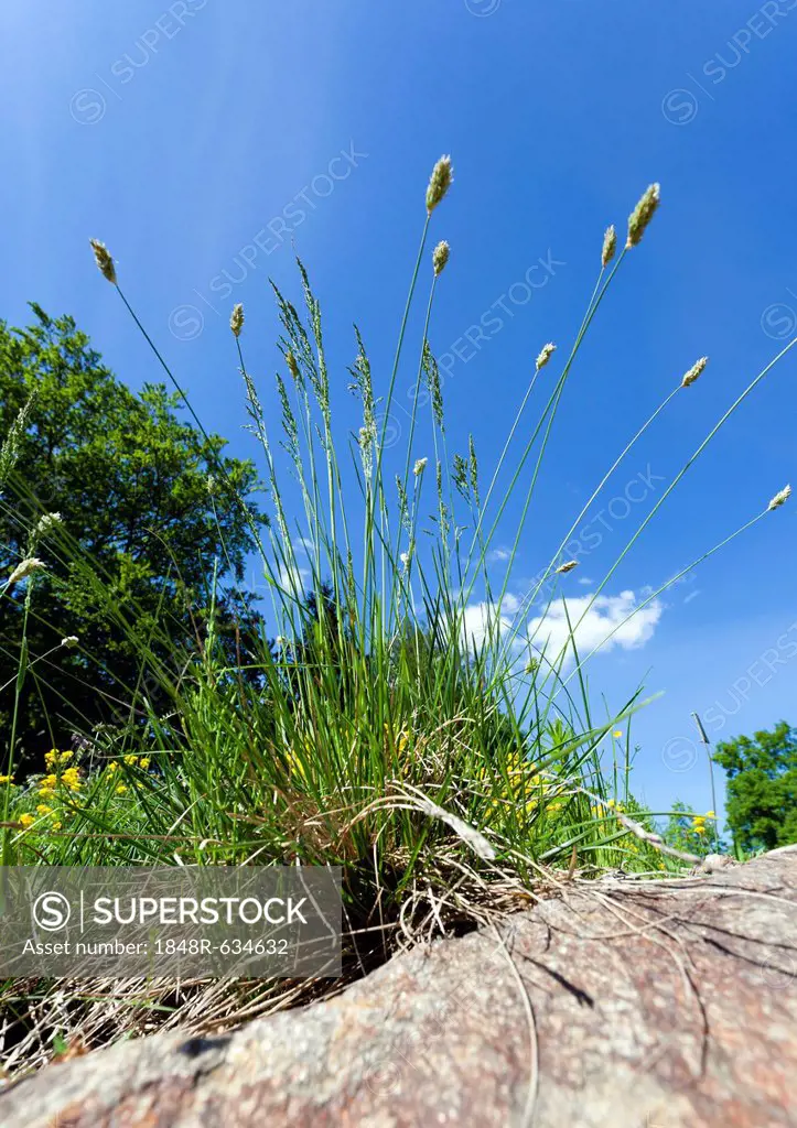 Flowering grass, Sedges (Cyperaceae) against blue sky