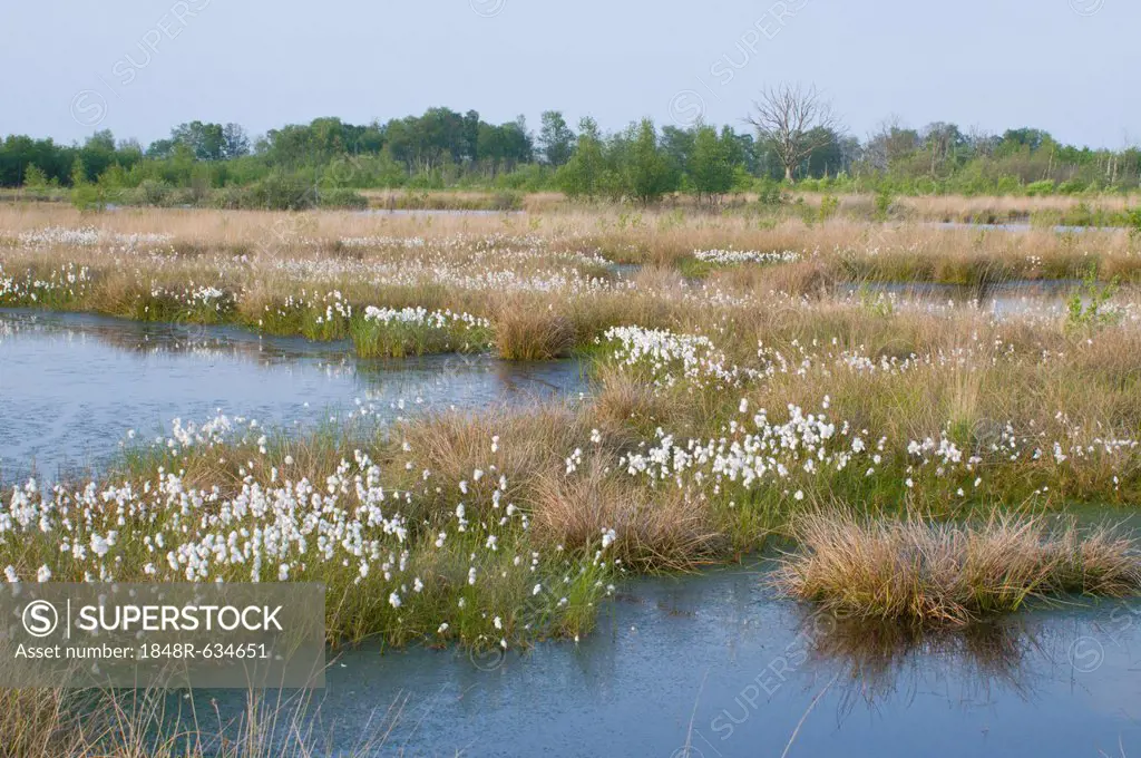 Bog pools with Common Cottongrass (Eriophorum angustifolium), Netherlands, Europe