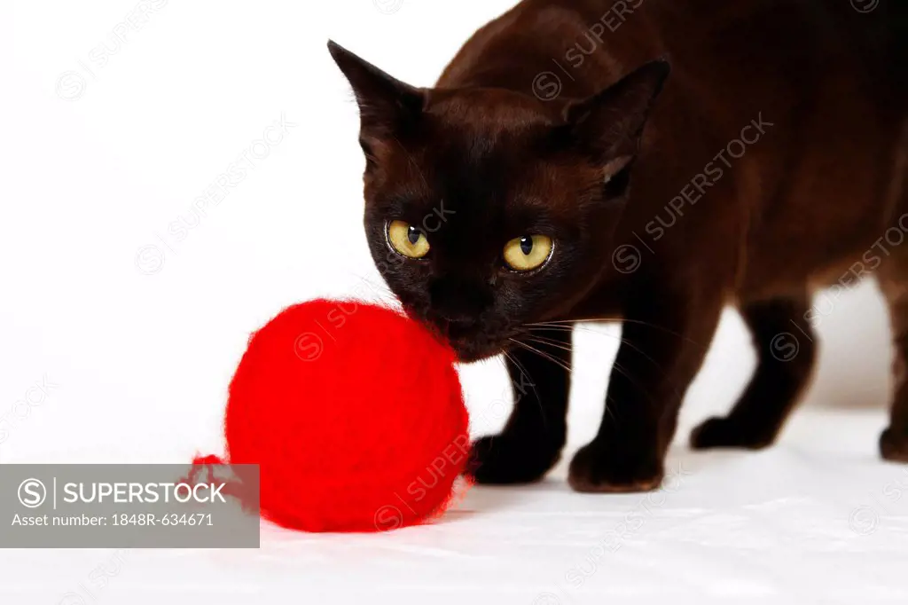 Burmese cat with a red ball of wool