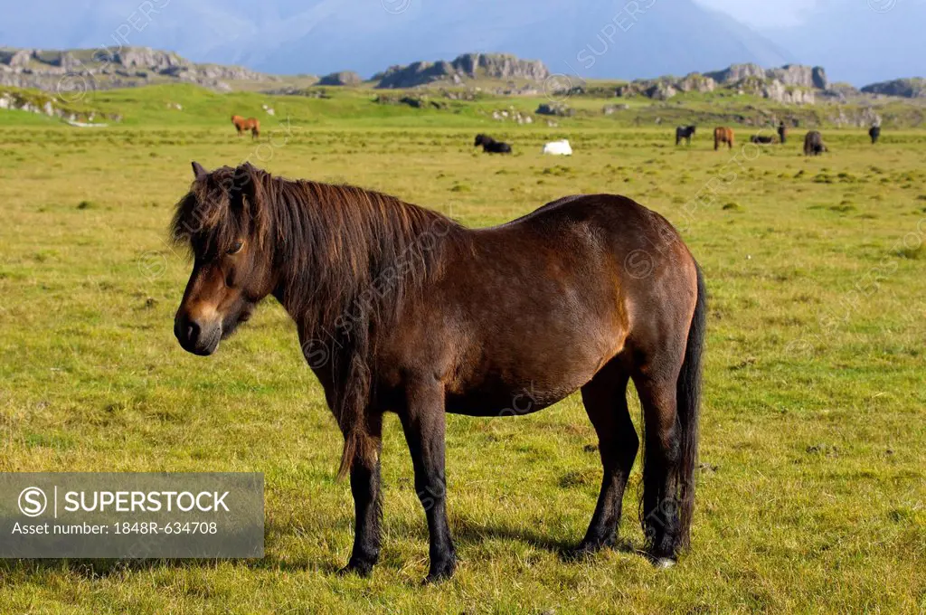 Iceland horse, South Iceland, Iceland, Europe
