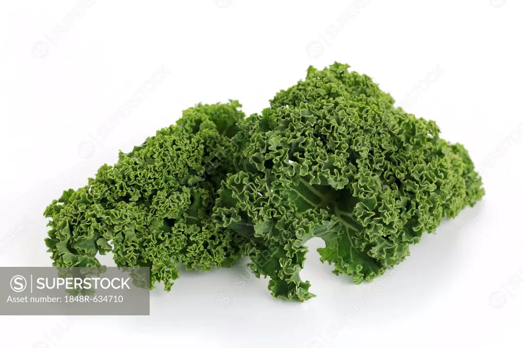 Fresh kale (Brassica oleracea var. sabellica)