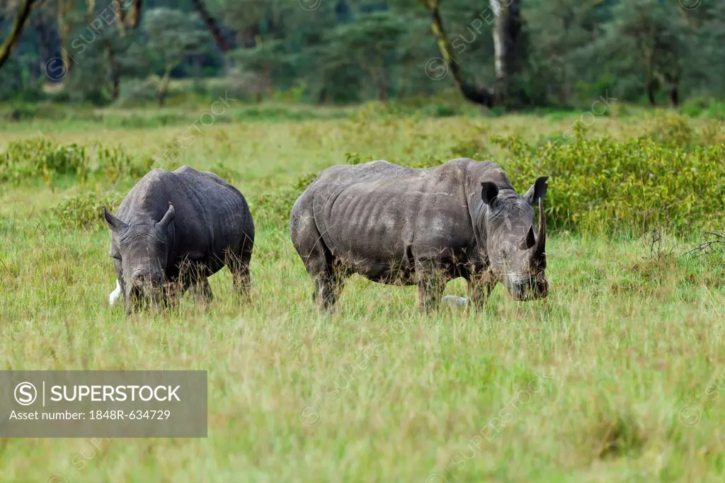 White Rhinoceroses (Ceratotherium simum), Lake Nakuru National Park, Kenya, East Africa, PublicGround