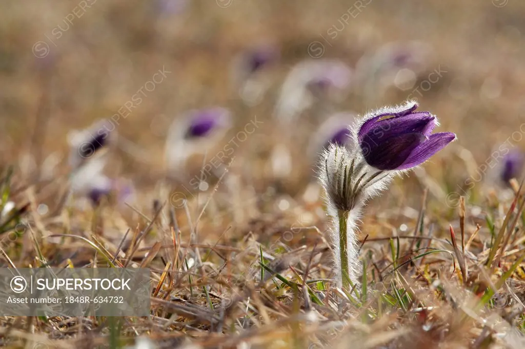 Pasque Flower or Dane's Blood (Pulsatilla vulgaris), Ingolstadt, Bavaria, Germany, Europe