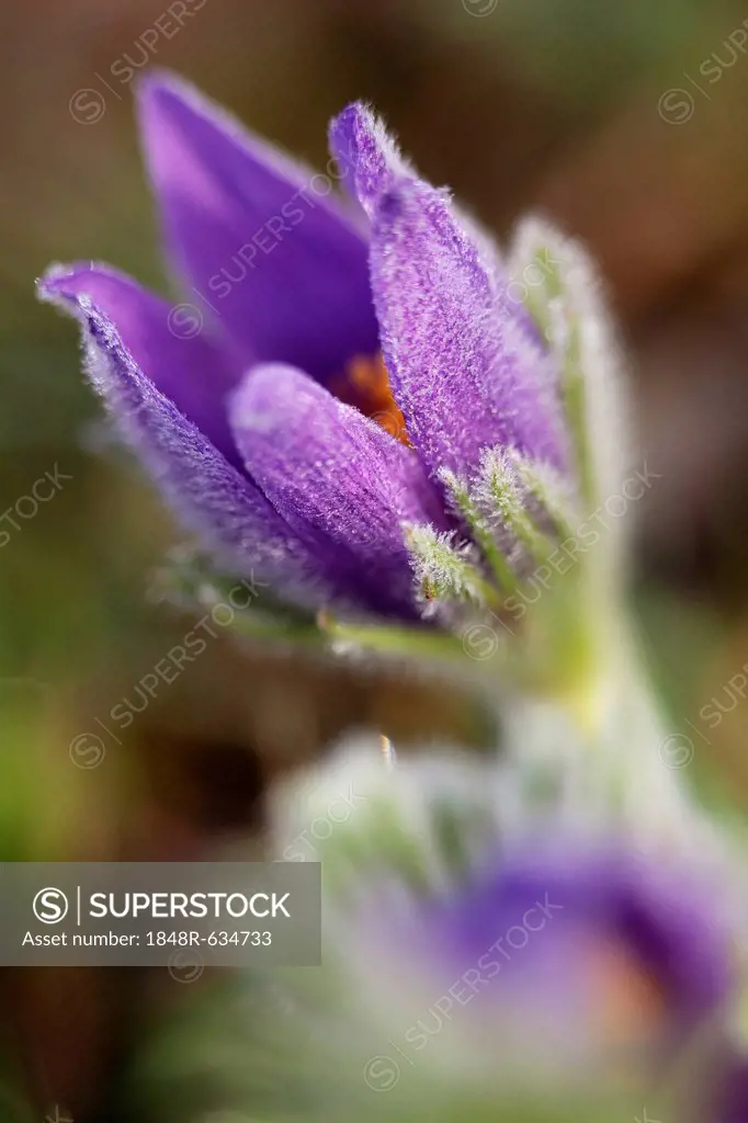 Pasque Flower or Dane's Blood (Pulsatilla vulgaris), Ingolstadt, Bavaria, Germany, Europe
