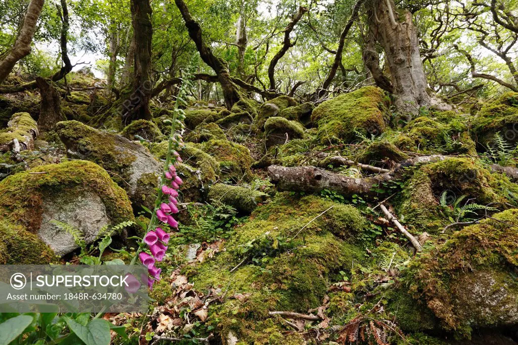 Foxglove (Digitalis purpurea), Glenveagh National Park, County Donegal, Ireland, Europe