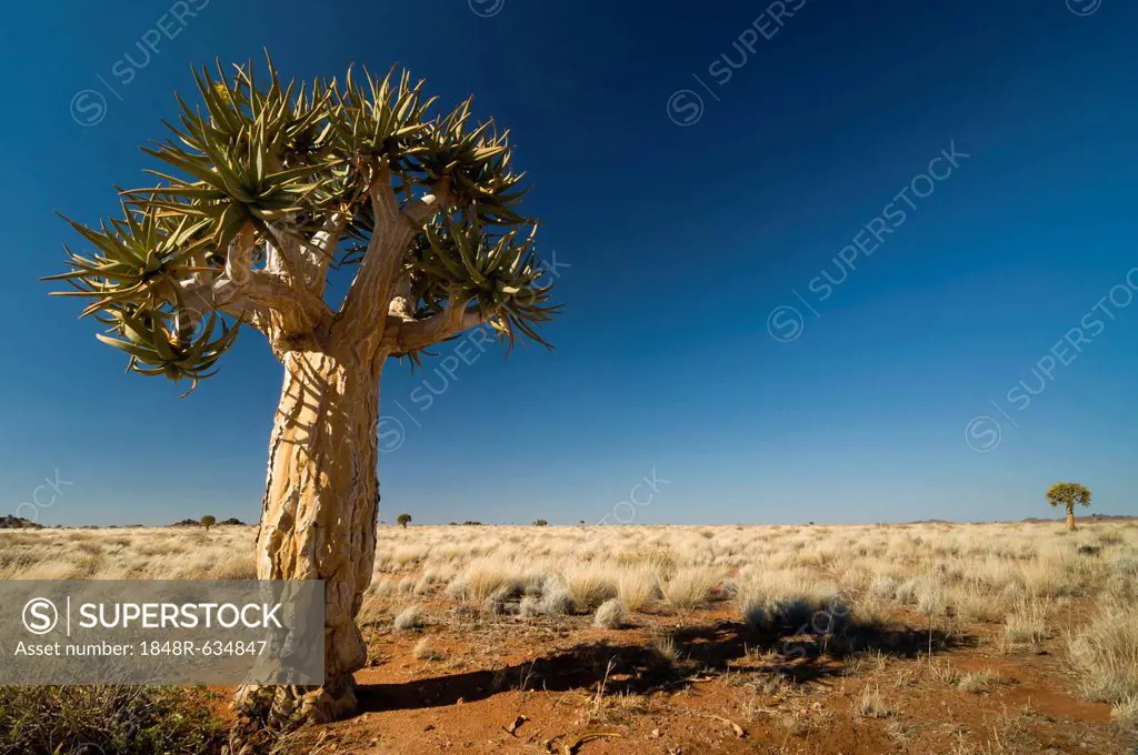 Quiver tree or Kokerboom (Aloe dichotoma), Northern Cape, South Africa, Africa