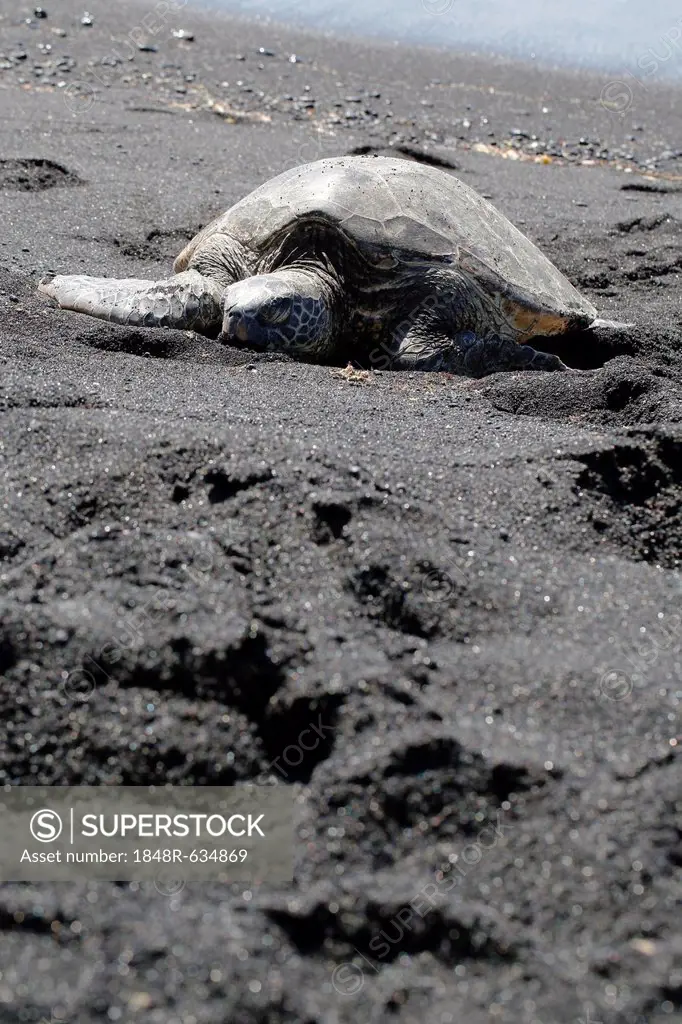 Green sea turtle (Chelonia mydas), Black Sand Beach of Punaluu, Big Island of Hawaii, USA