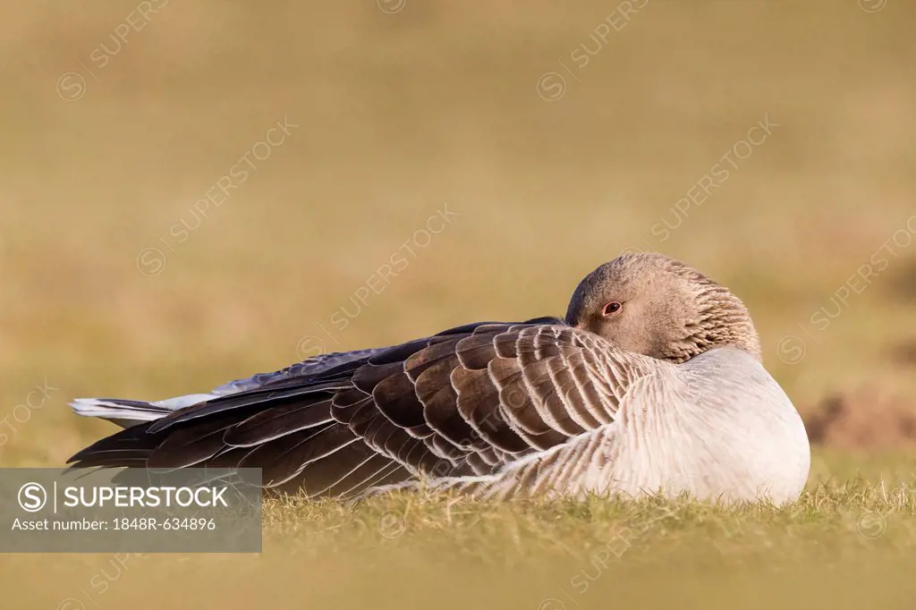 Greylag goose (Anser anser) sleeping on a field, Kassel, Hesse, Germany, Europe