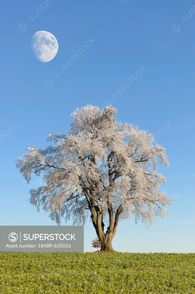 Black alder, European alder (Alnus glutinosa) covered with hoarfrost, moon, Swabian Alps, Baden-Wuerttemberg, Germany, Europe, composing
