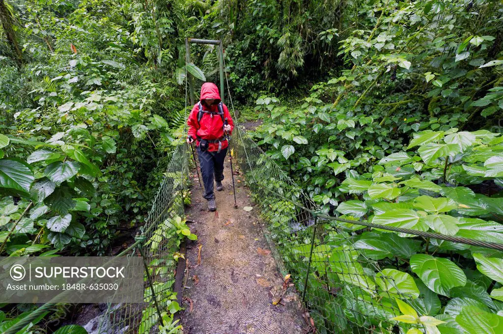 Hiker on a bridge in the cloud forest in Tapanti Macizo National Park, Cartago, Costa Rica, Central America
