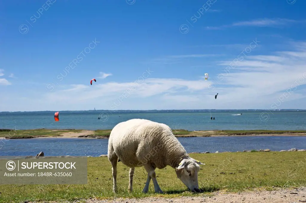 Sheep grazing on the flood dyke, Lemkenhafen, Island of Fehmarn, Baltic Sea, Schleswig-Holstein, Germany, Europe